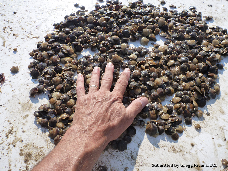 Shellfish farmer operating conducting shellfish farming activities